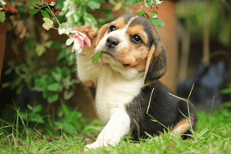 Best Supplements For Your Dog